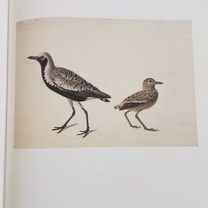 Black-bellied Plover by J. J. Audubon